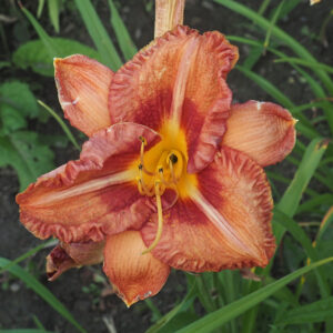 OLALLIE HAYLEE'S HEART (243-21)