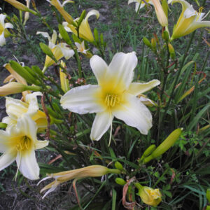 OLALLIE OLIVIA 4 26 2014 (254-21)