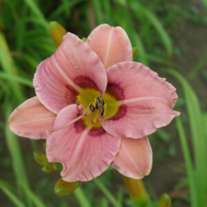 OLALLIE MISS COURTNEY (26-05) (VT)