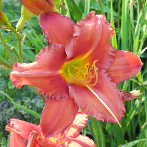 OLALLIE KATHRYN MICKLE (26-13)