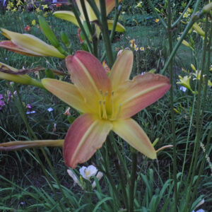 OLALLIE SWEET BETTY JANE (269-21)