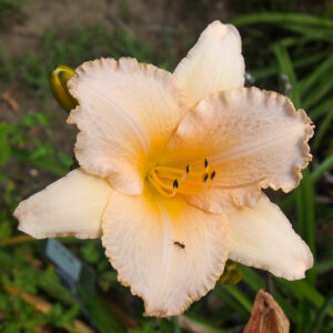 OLALLIE SYLVIA CLEVELAND (27-05)