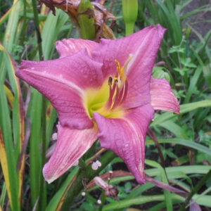 OLALLIE KATIE D (270-21)