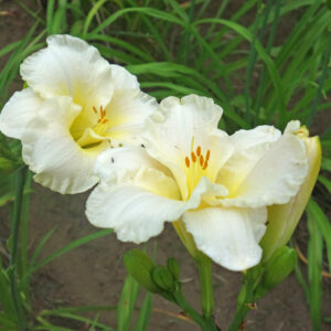 OLALLIE ALEINA MARIE DEAN (28-05) (VT)