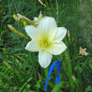 OLALLIE BETTY'S JUBILEE (289-21)