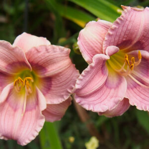 OLALLIE COLLEEN CODY (29-05)