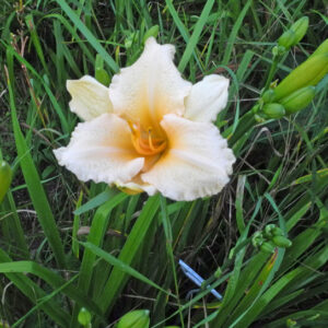 OLALLIE AASHEAFFER (290-21)