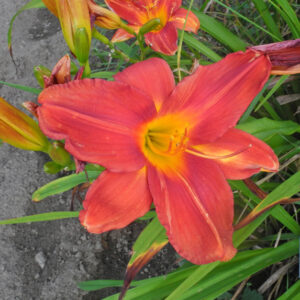 OLALLIE KAI EASTON (294-21)
