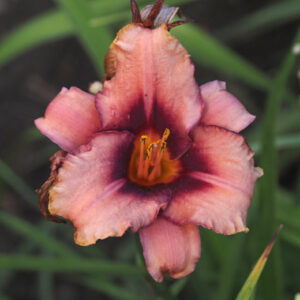OLALLIE JEAN MAXINE (297-21)