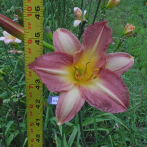 OLALLIE BUTTER'S AURA (301-21)