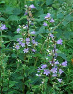 Field Grown Perennials