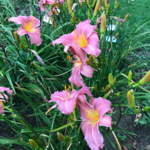 OLALLIE LEGACY LADY (313-21)