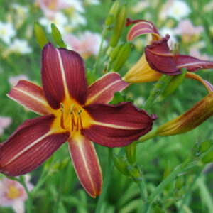 OLALLIE FLETCHER (36-05)