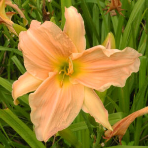 OLALLIE LAYLA MARIE (39-05)