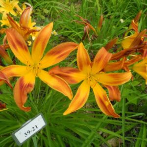 OLALLIE FRED'S FIREWORKS (39-21)