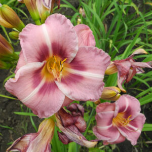 OLALLIE RAY'S LOVE (4-05)