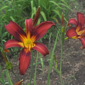 OLALLIE OUR ANNE (4-8-2018)