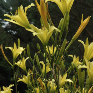 Altissima Species and Hybrids