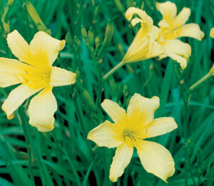 Citrina