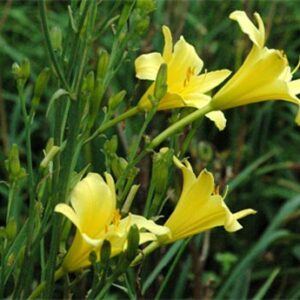 Multiflora species and hybrids