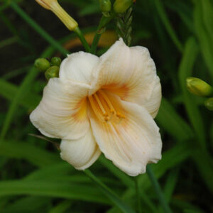 OLALLIE KATHY'S TWINS (44-07)