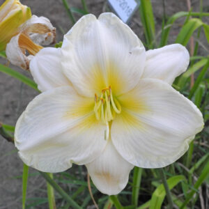 OLALLIE MARY WARBASSE (5-7-2016)