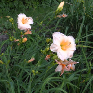 OLALLIE CAROL BECVAR (50-07)