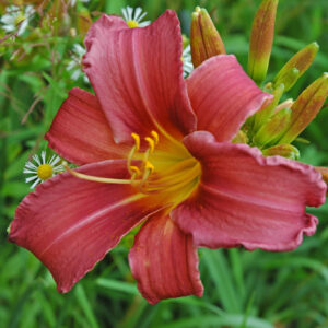 OLALLIE ABIGAIL'S JEWEL (59-07)