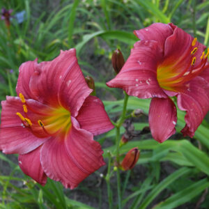 OLALLIE KC TUCKER (66-34-2014)