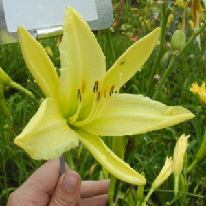 OLALLIE SUSIE MADDERN (7-29-2017) (VT)