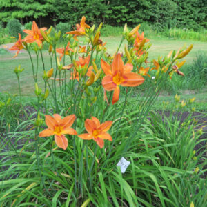 OLALLIE HEATHER DAWN (8-11-22)