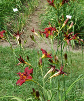 OLALLIE RED FLARE (VT)