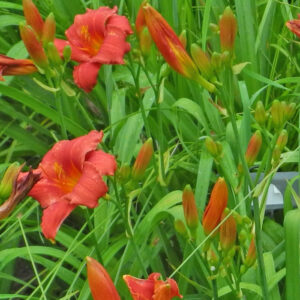 OLALLIE SUZY (61-07a)