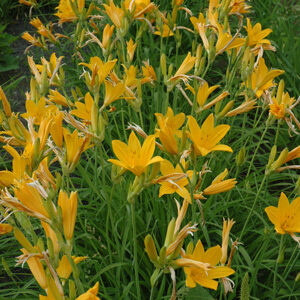 H. mid. Japan Hybrid Food size