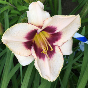 OLALLIE DAVID O. DECKER  (9-12-12 b29-bl/wh)