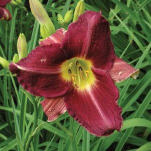 BLACK CHERRY type (VT)