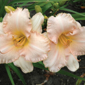 PEACH WHISPER