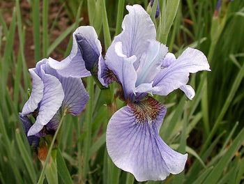Iris siberica SUPER EGO