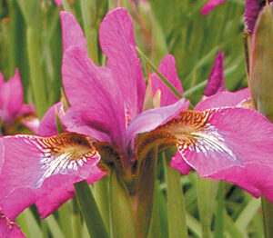 Iris siberica CLEVE DODGE