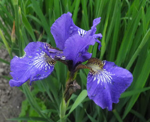 Iris siberica ROYAL HERALD