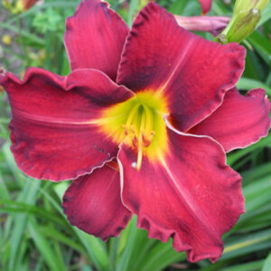 LUSTY LELAND type (VT)
