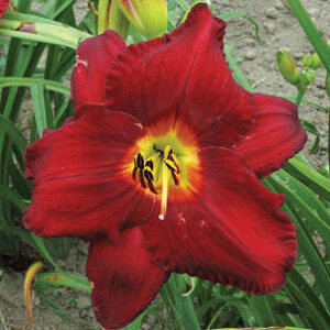 CRIMSON SHADOWS