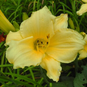 OLALLIE GARRETT CAMPEN (1-05)