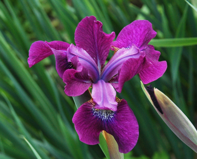 Iris siberica MAGENTA MOMENT