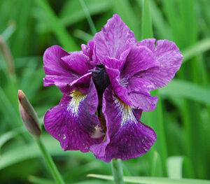 Iris siberica SHABANG