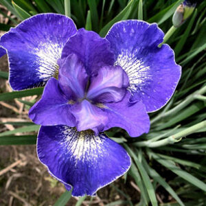 Iris siberica BAND OF ANGELS