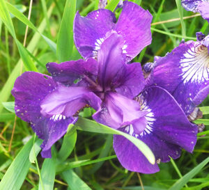 Iris siberica MAURICE POPE