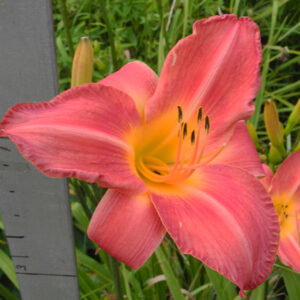 OLALLIE EVELYN'S POLKA (30-05)