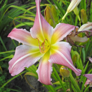 OLALLIE DOTTIE (70-07)