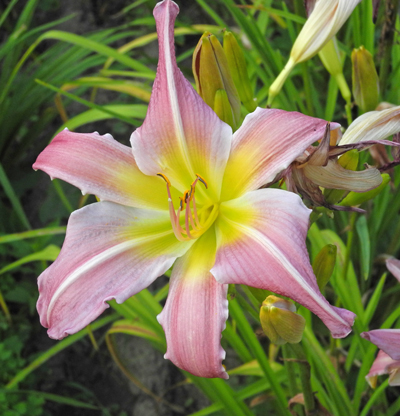 OLALLIE DOTTIE (70-07)